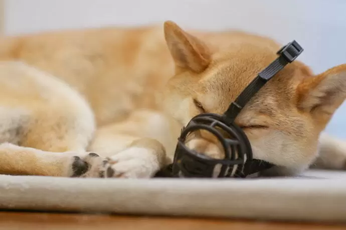 CACHORO VESTINDO FOCINHEIRA