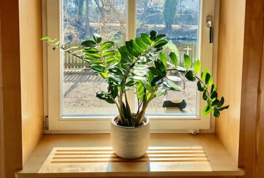 Zamioculca em uma janela 