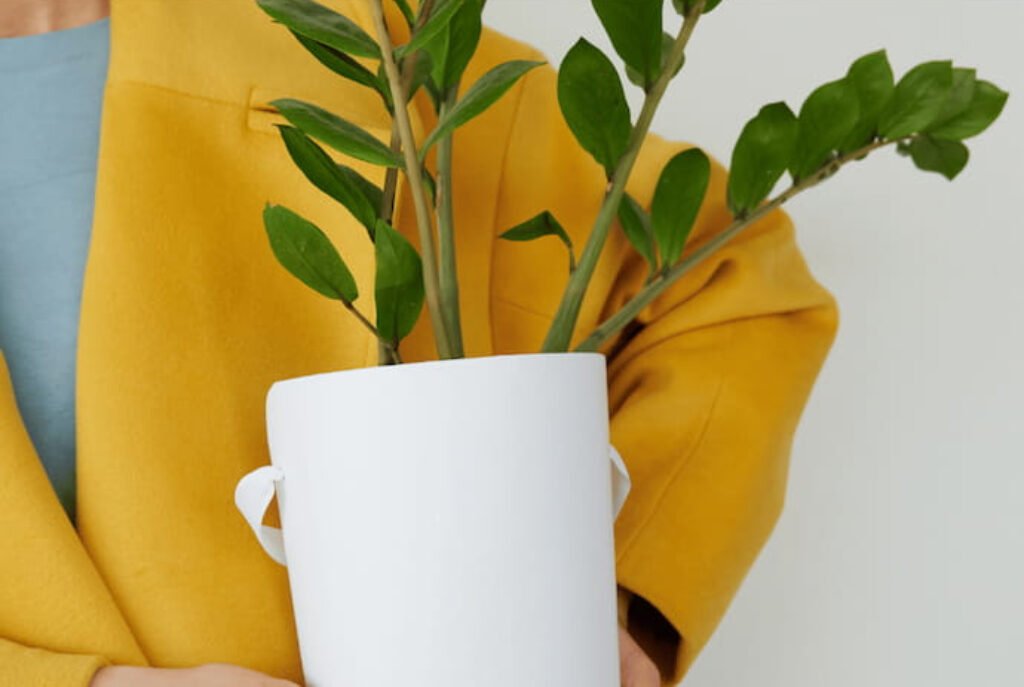 Zamioculca em um vaso branco e segurado por uma mulher