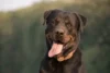 As 10 Melhores Rações Para Rottweiler em 2026: Royal Canin, Guabi e mais!