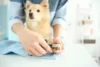 Os 10 Melhores Cortadores de Unha de Cachorro de 2026: HomePet, Chalesco e muito mais!