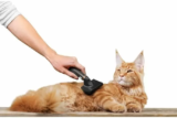 As 10 melhores escovas para gatos de 2026: Furminator, Ferplast e muito mais!