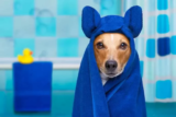 Os 10 Melhores Shampoo a Seco para Cachorro de 2026: Pet Society, Beeps e mais!