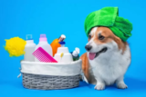 Os 10 melhores shampoos para cachorro de 2026: a seco, neutro, para limpeza profunda e mais!