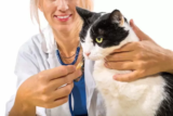 Os 10 melhores vermífugos para gatos de 2026: BIOVET, Bayer e muito mais!